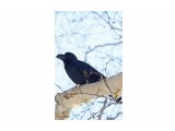 Большеклювая ворона
Фотограф: VictorV
Large-billed Crow

Просмотров: 1060
Комментариев: 0
